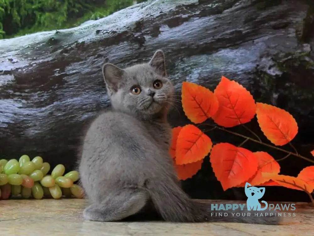 Darina British Shorthair female blue live animals
