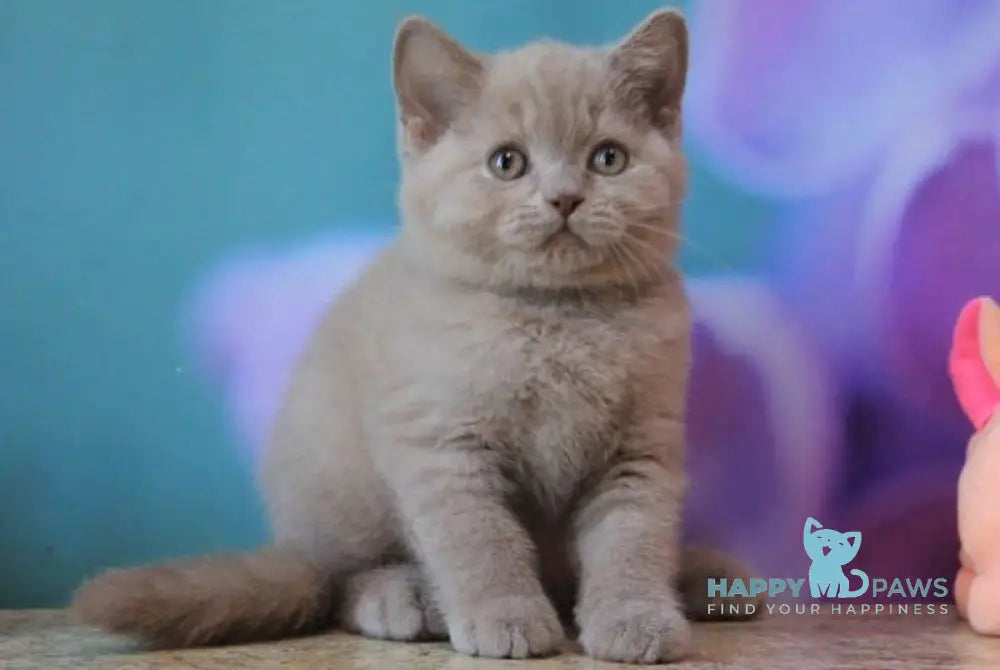 Darina British Shorthair female blue live animals