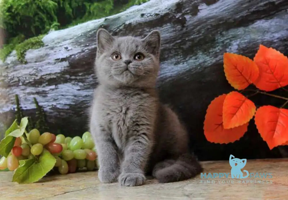 Darina British Shorthair female blue live animals