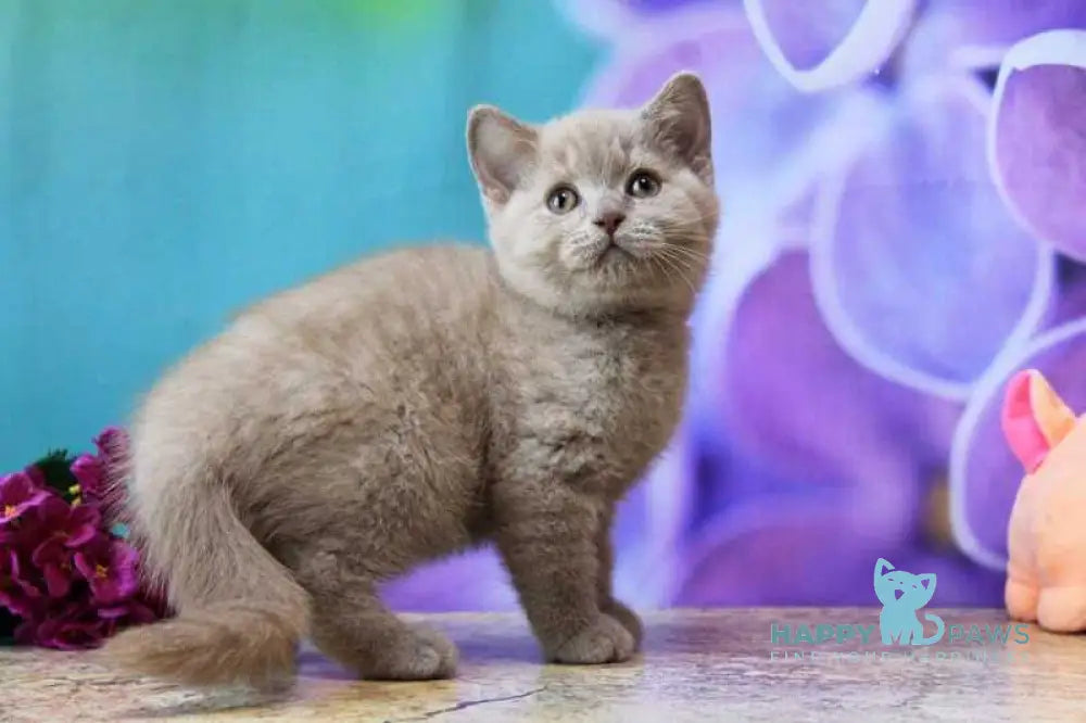 Darina British Shorthair female blue live animals