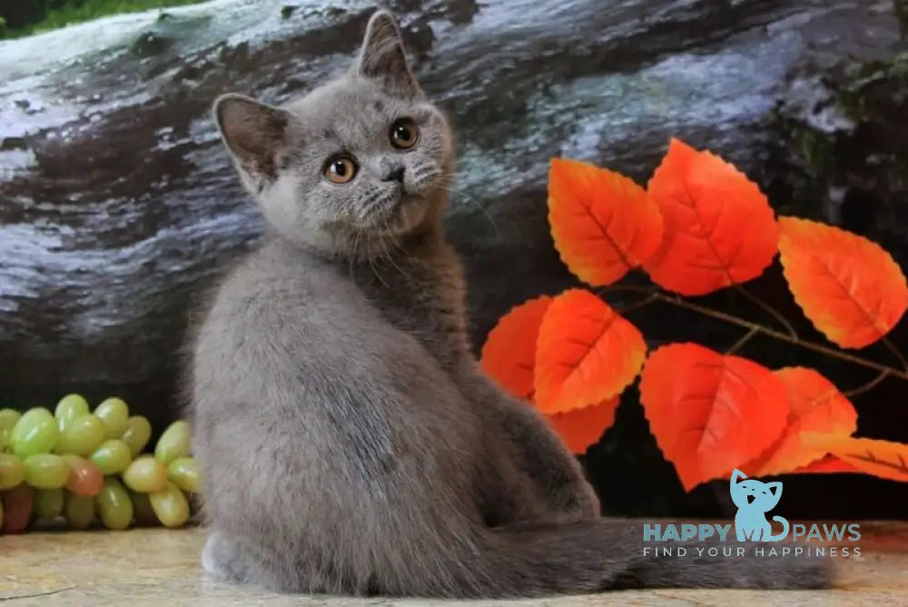 Darina British Shorthair female blue live animals