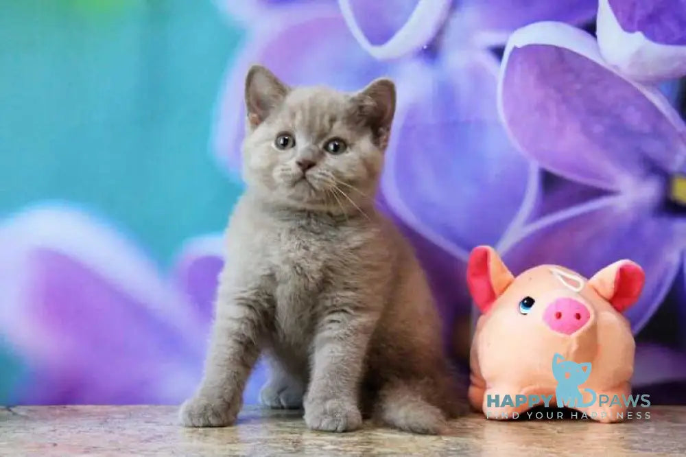 Darina British Shorthair female blue live animals