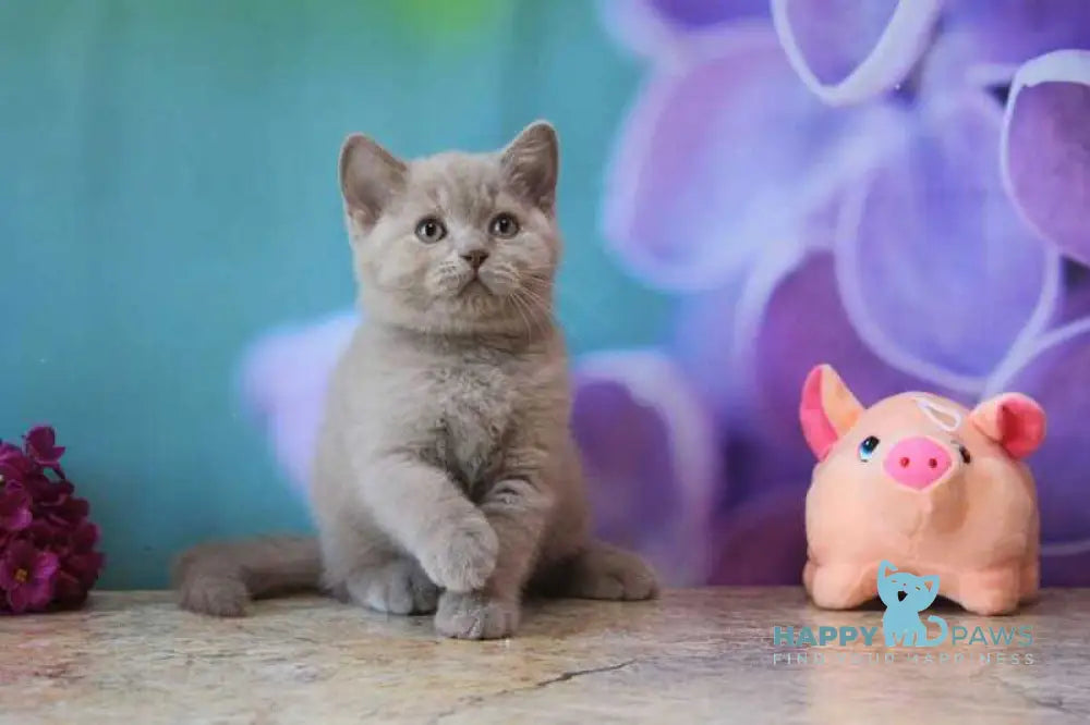 Darina British Shorthair female blue live animals