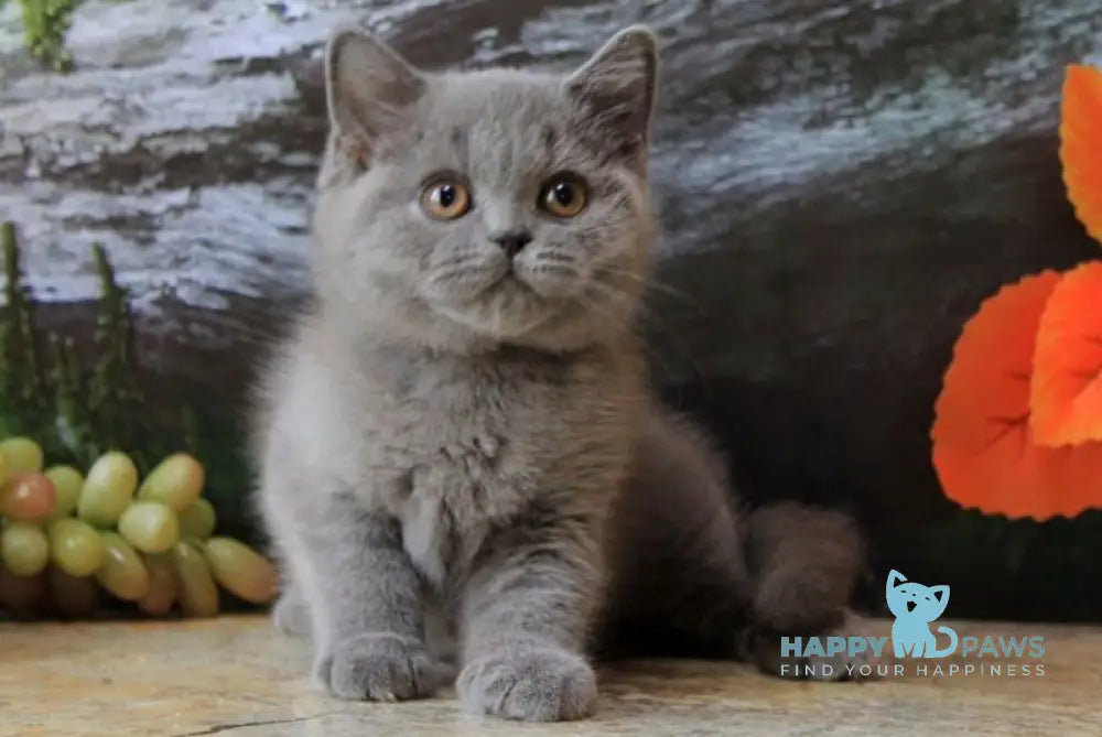 Darina British Shorthair female blue live animals
