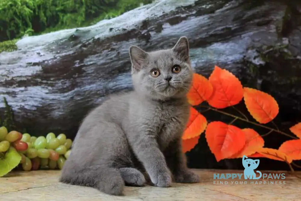 Darina British Shorthair female blue live animals