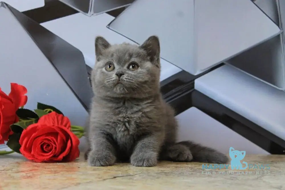 Darina British Shorthair female blue live animals