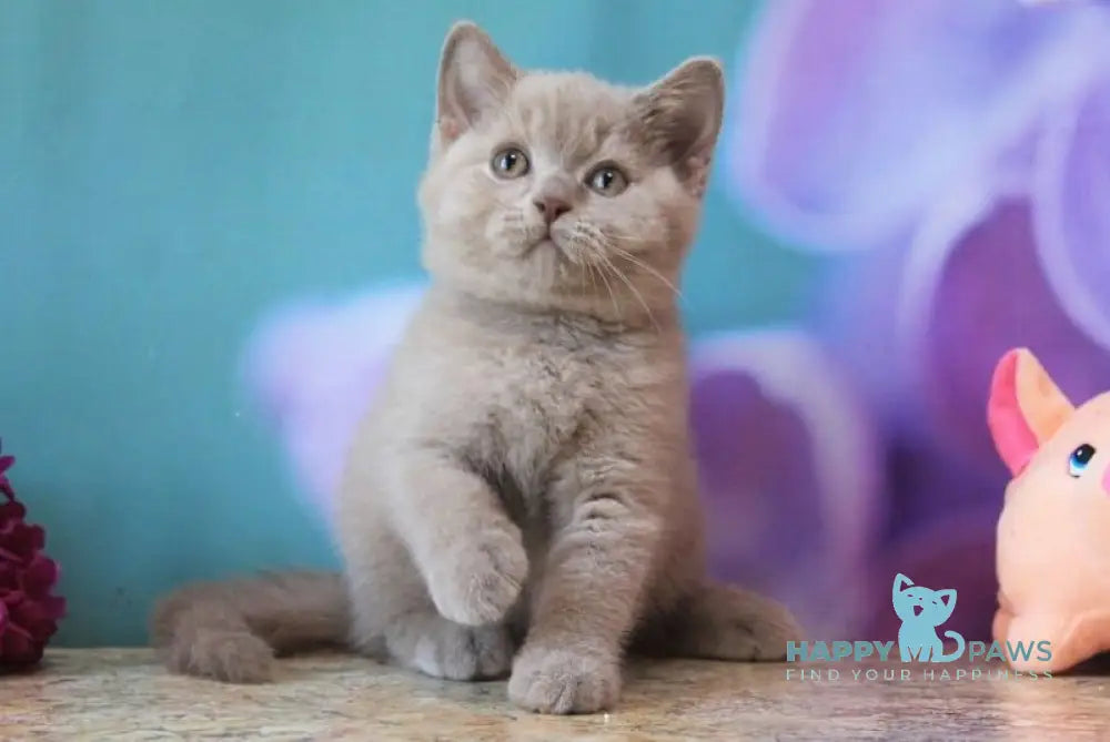 Darina British Shorthair female blue live animals