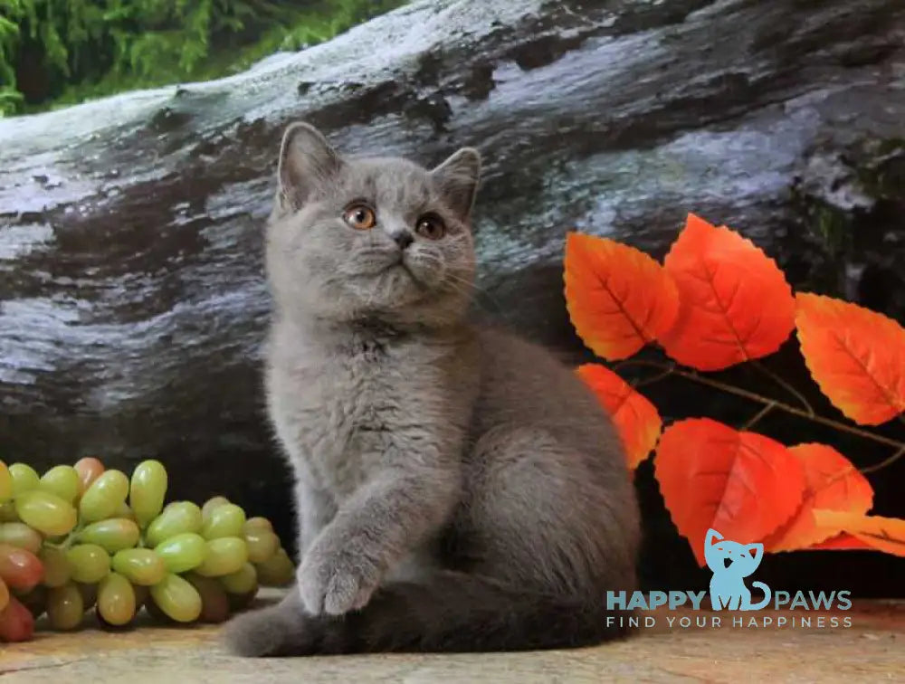 Darina British Shorthair female blue live animals