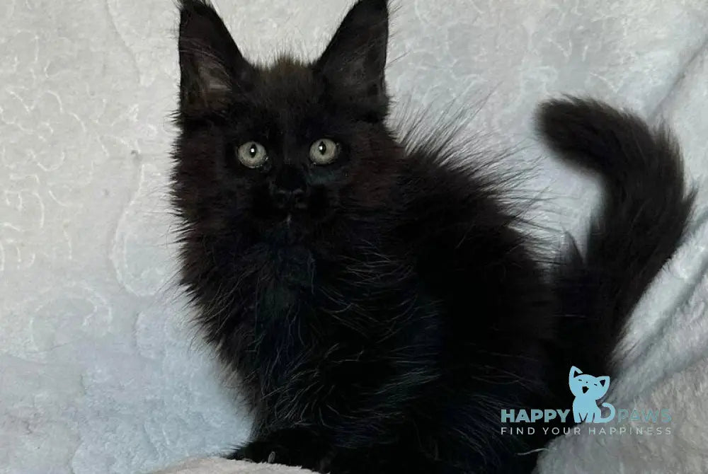 Darina Maine Coon female black live animals