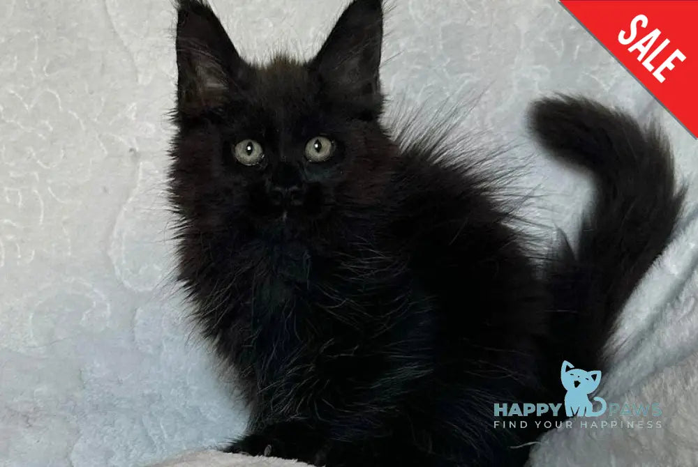 Darina Maine Coon female black live animals