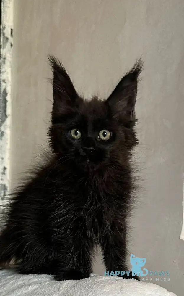 Darina Maine Coon female black live animals