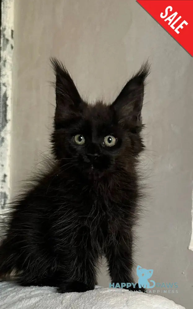 Darina Maine Coon female black live animals