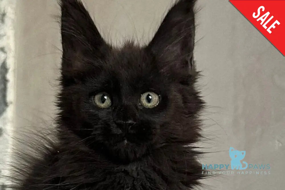 Darina Maine Coon female black live animals