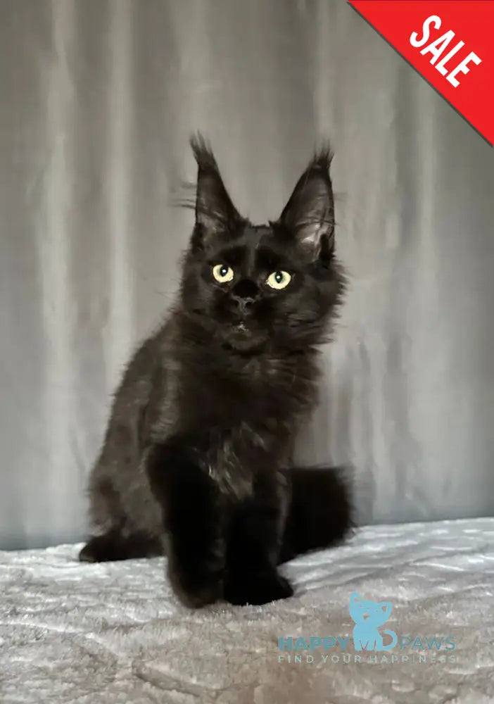 Darina Maine Coon female black live animals