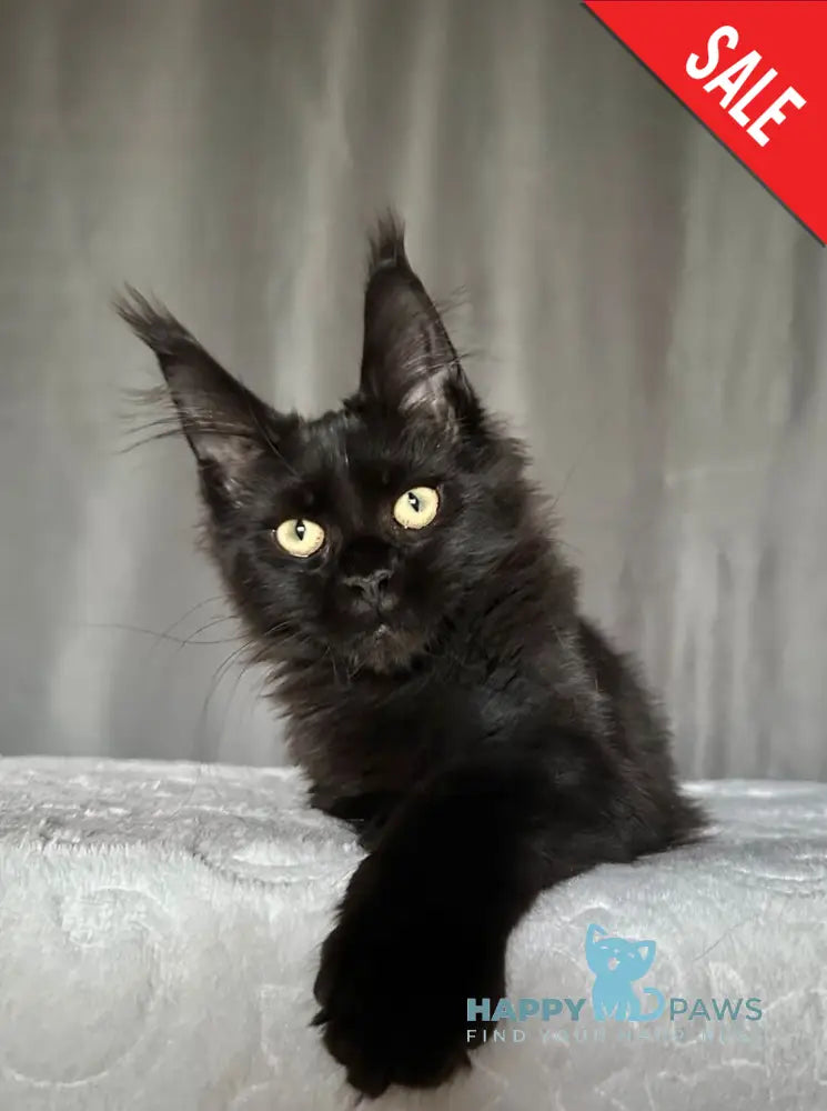 Darina Maine Coon female black live animals