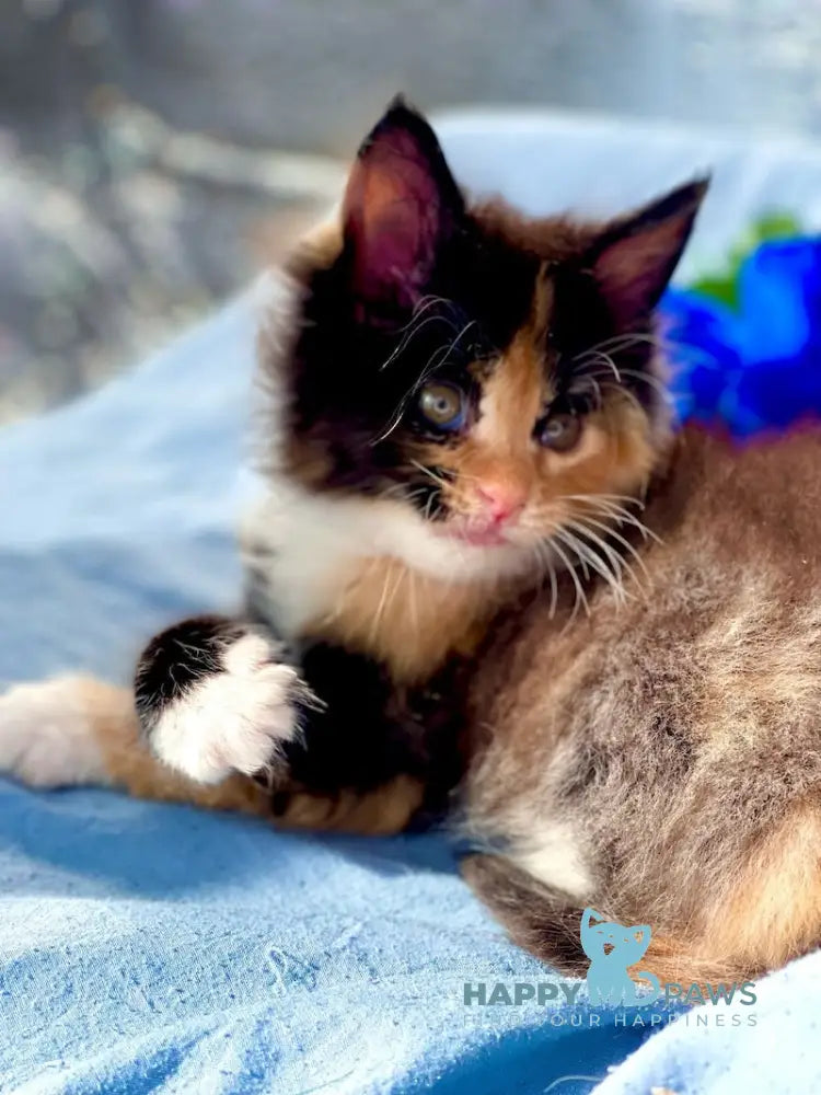 Darina Maine Coon female black tortie silver bicolour live animals