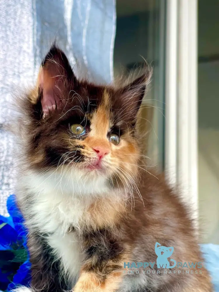 Darina Maine Coon female black tortie silver bicolour live animals