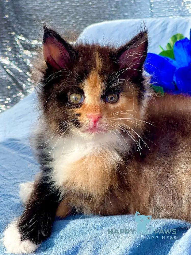 Darina Maine Coon female black tortie silver bicolour live animals