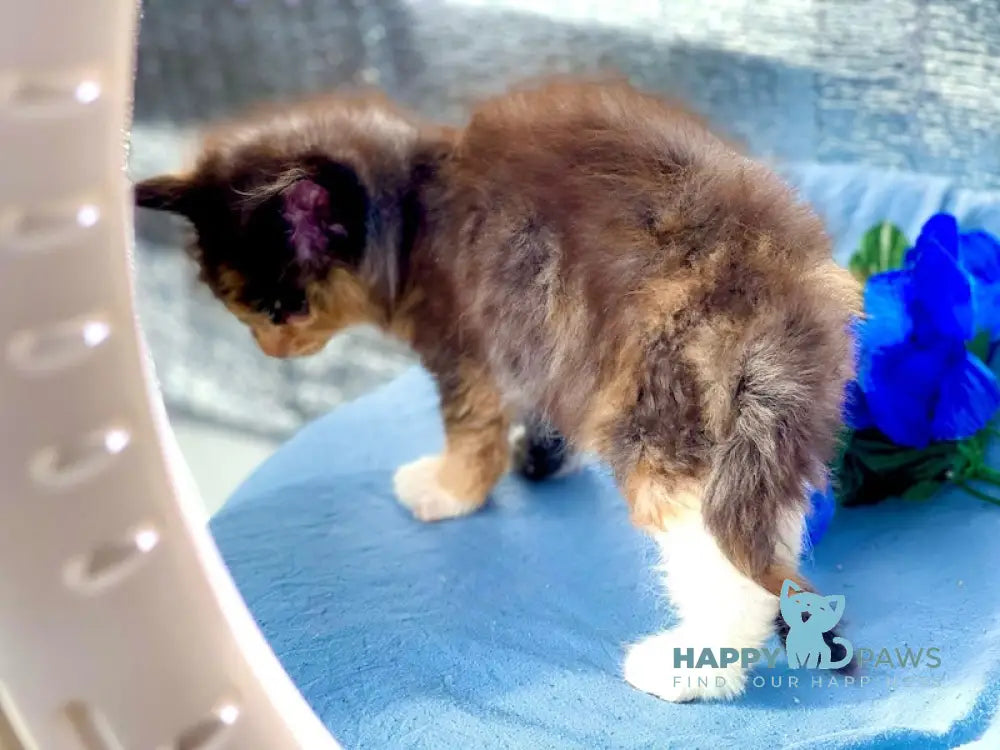 Darina Maine Coon female black tortie silver bicolour live animals