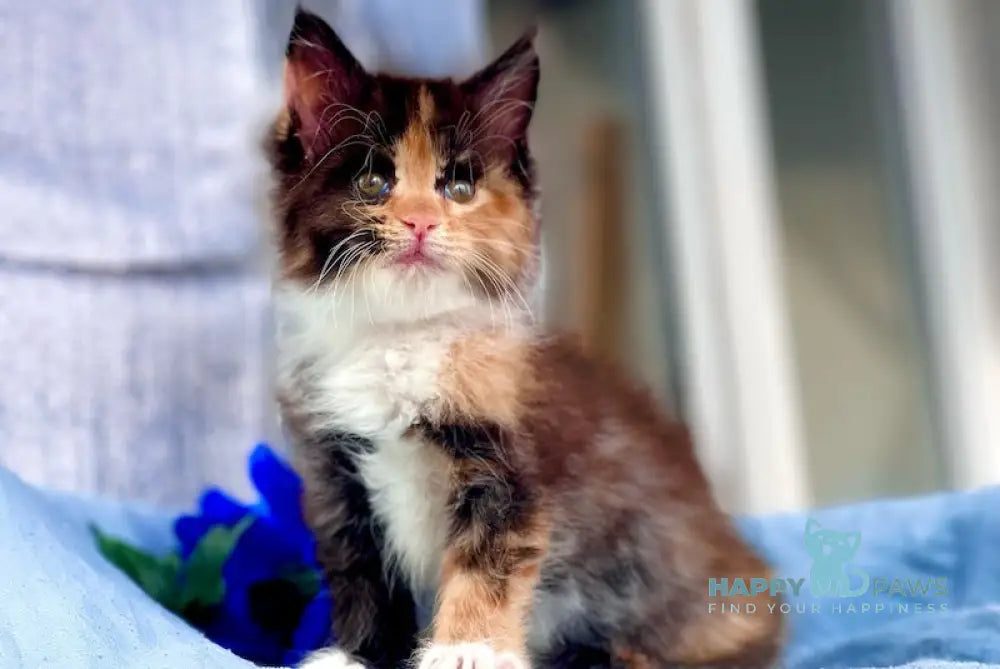 Darina Maine Coon female black tortie silver bicolour live animals
