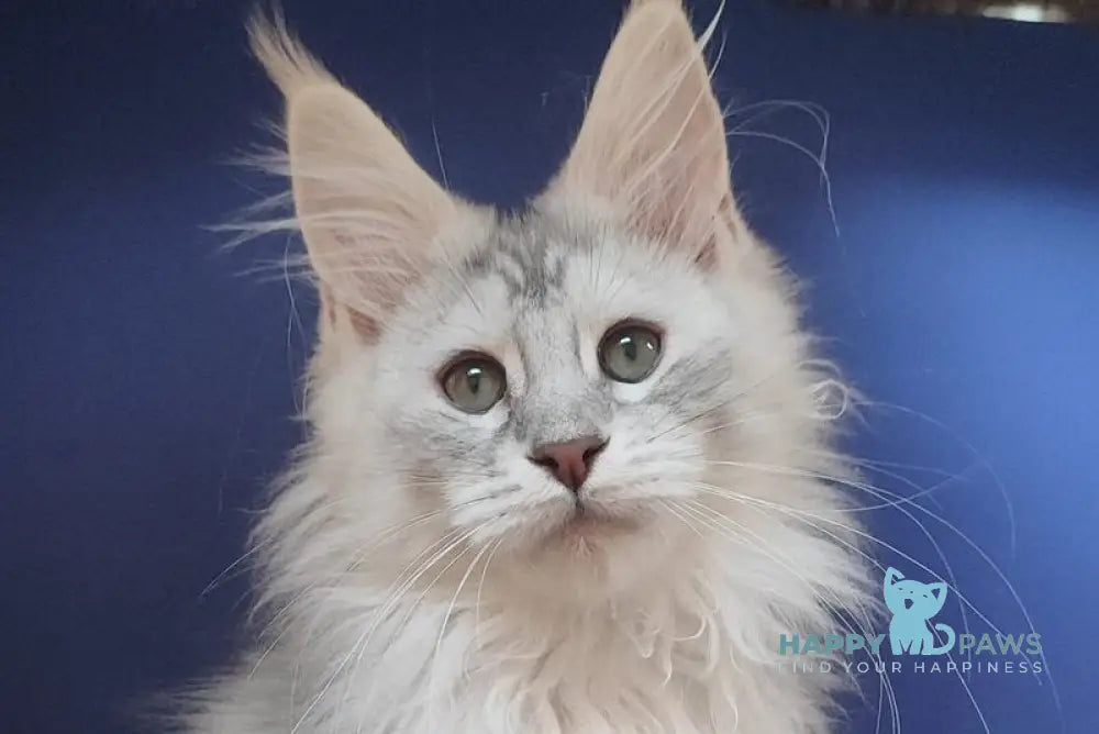 Darina Maine Coon female black tortie silver live animals