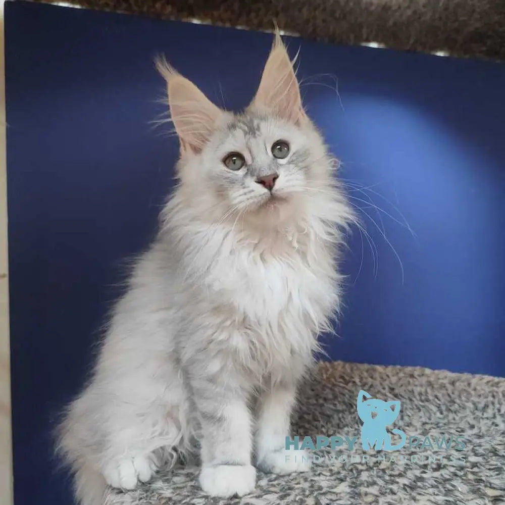 Darina Maine Coon female black tortie silver live animals