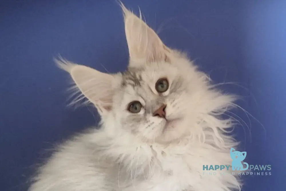 Darina Maine Coon female black tortie silver live animals