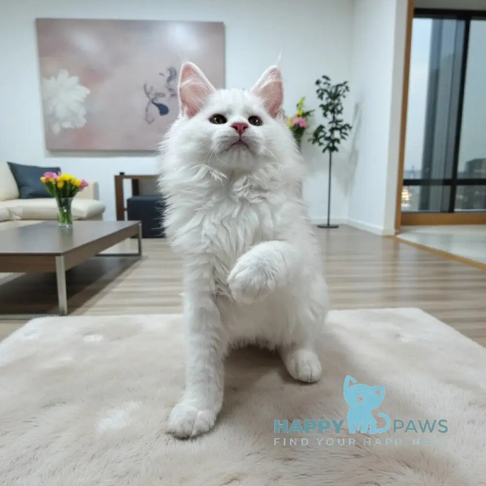 Darina Maine Coon female white live animals