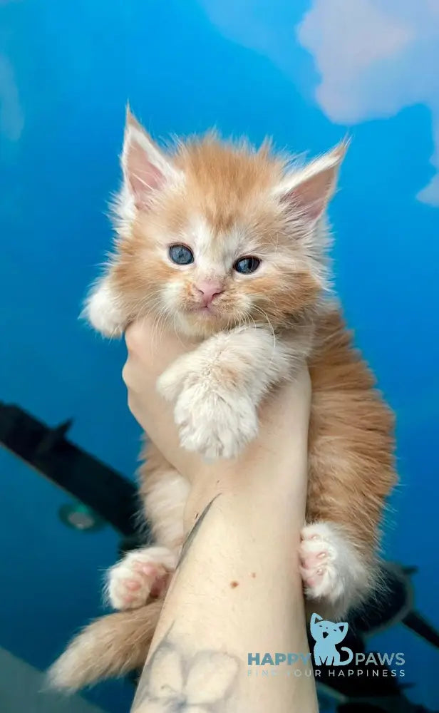 Darina Maine Coon polydactyl female red silver tabby live animals