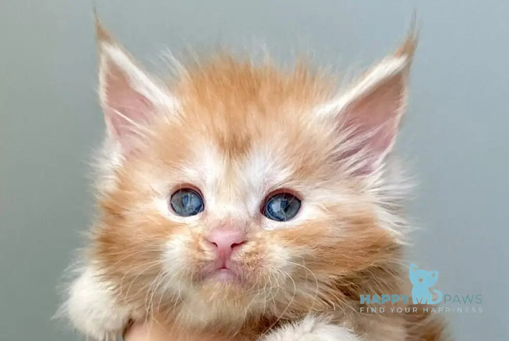 Darina Maine Coon polydactyl female red silver tabby live animals