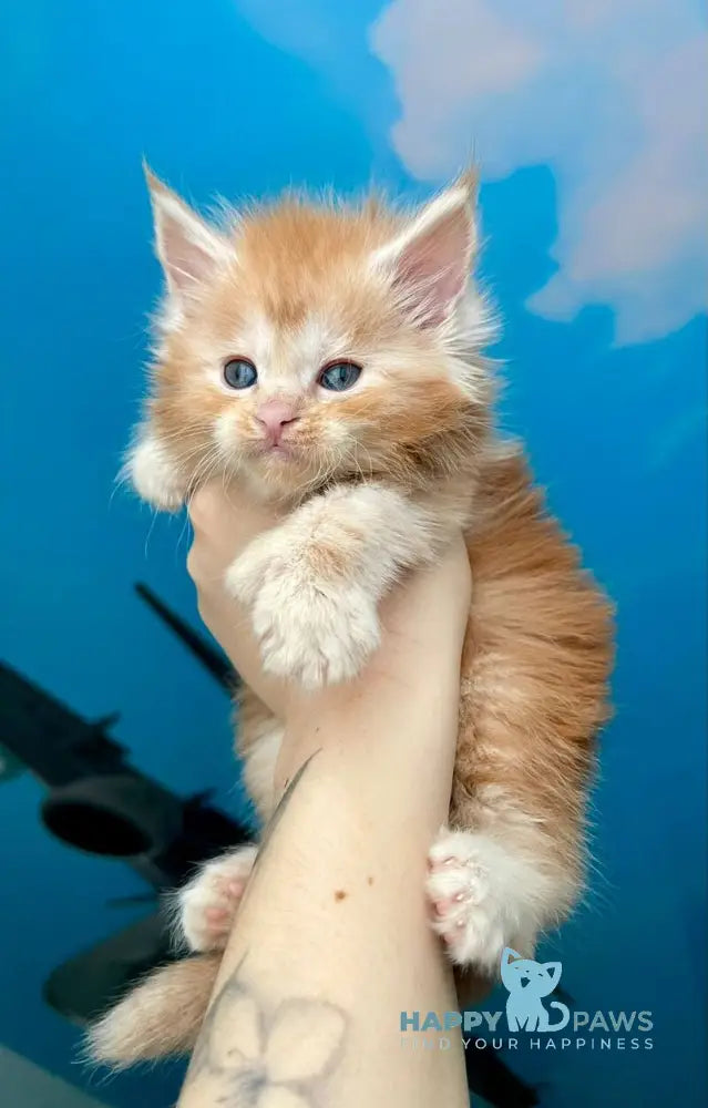 Darina Maine Coon polydactyl female red silver tabby live animals