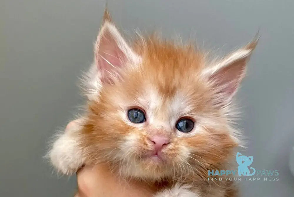 Darina Maine Coon polydactyl female red silver tabby live animals