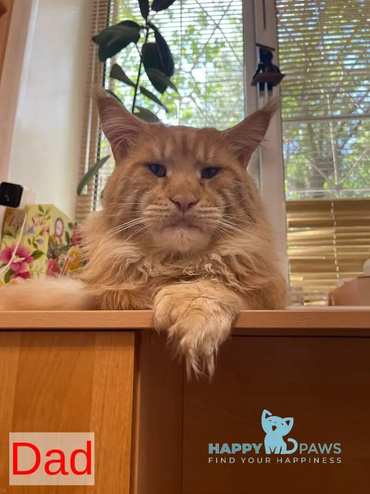 Darina Maine Coon polydactyl female red silver tabby live animals