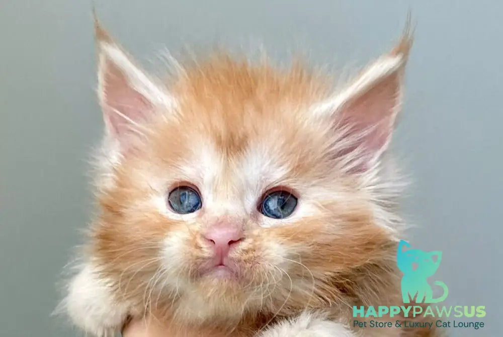 Darina Maine Coon polydactyl female red silver tabby live animals