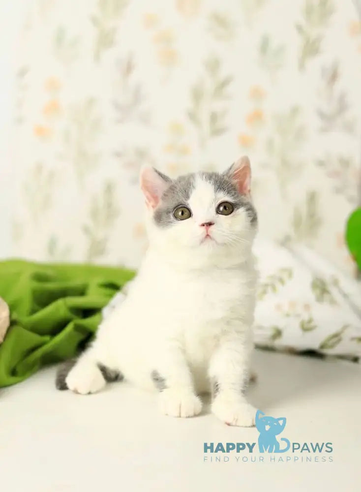 Darini British Shorthair female blue bicolour live animals