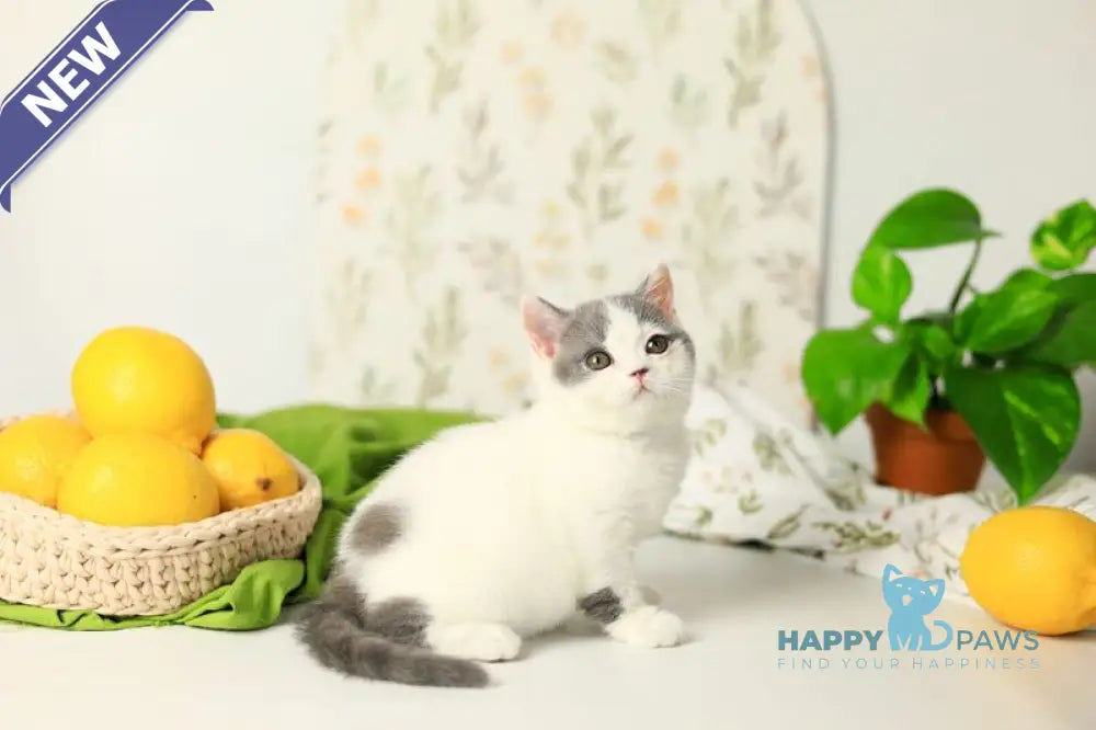 Darini British Shorthair female blue bicolour live animals