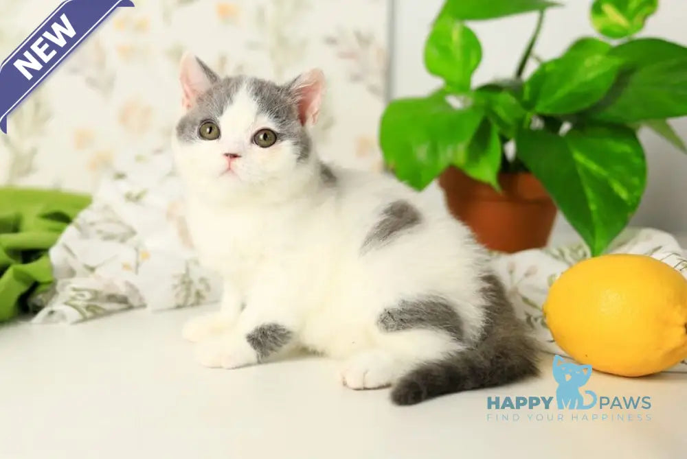 Darini British Shorthair female blue bicolour live animals