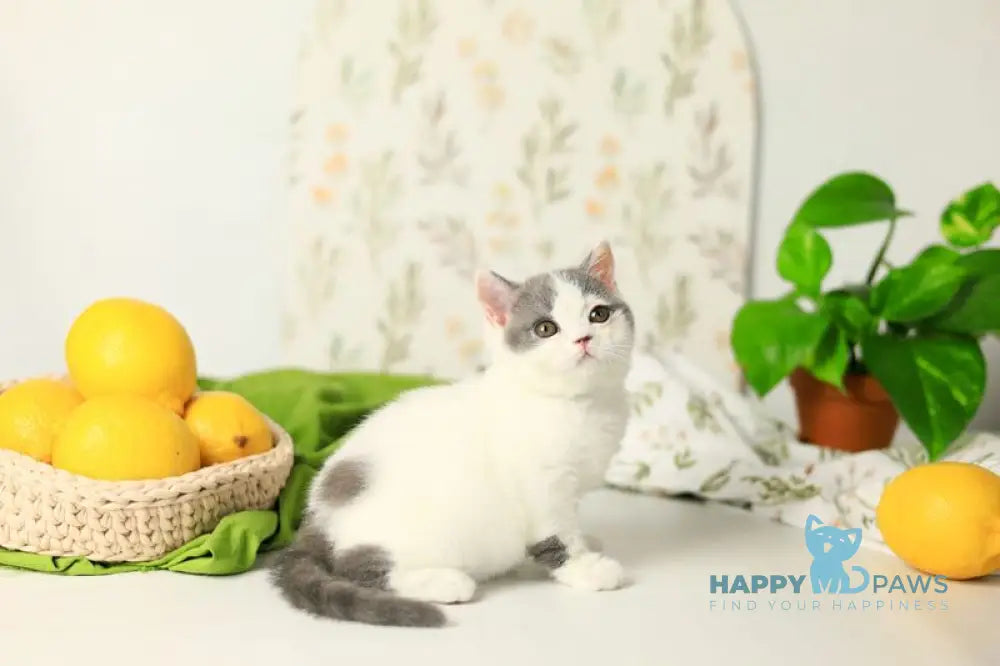 Darini British Shorthair female blue bicolour live animals