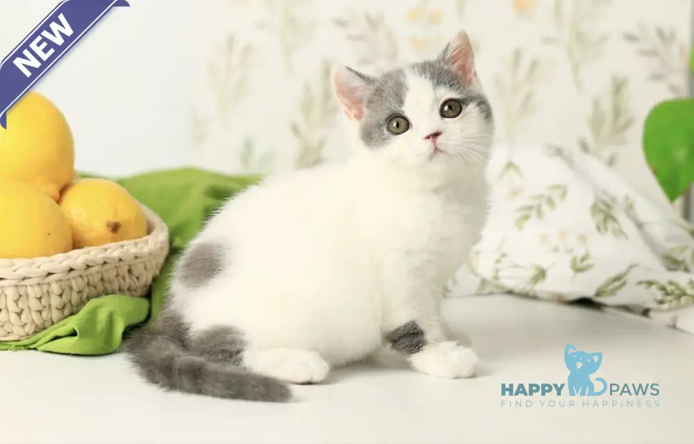 Darini British Shorthair female blue bicolour live animals