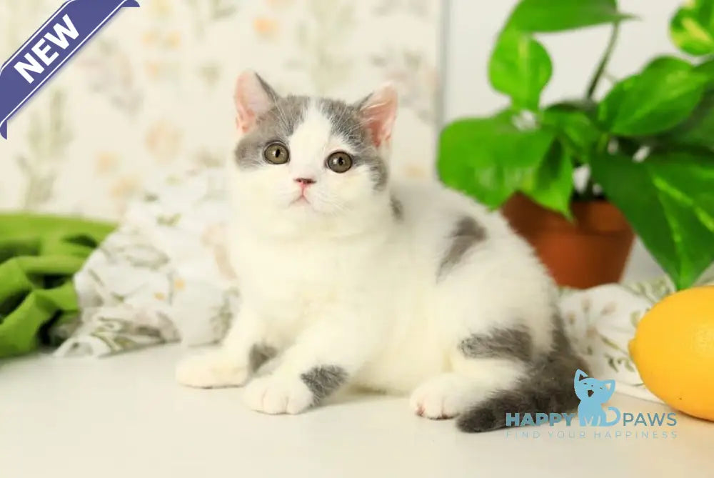 Darini British Shorthair female blue bicolour live animals