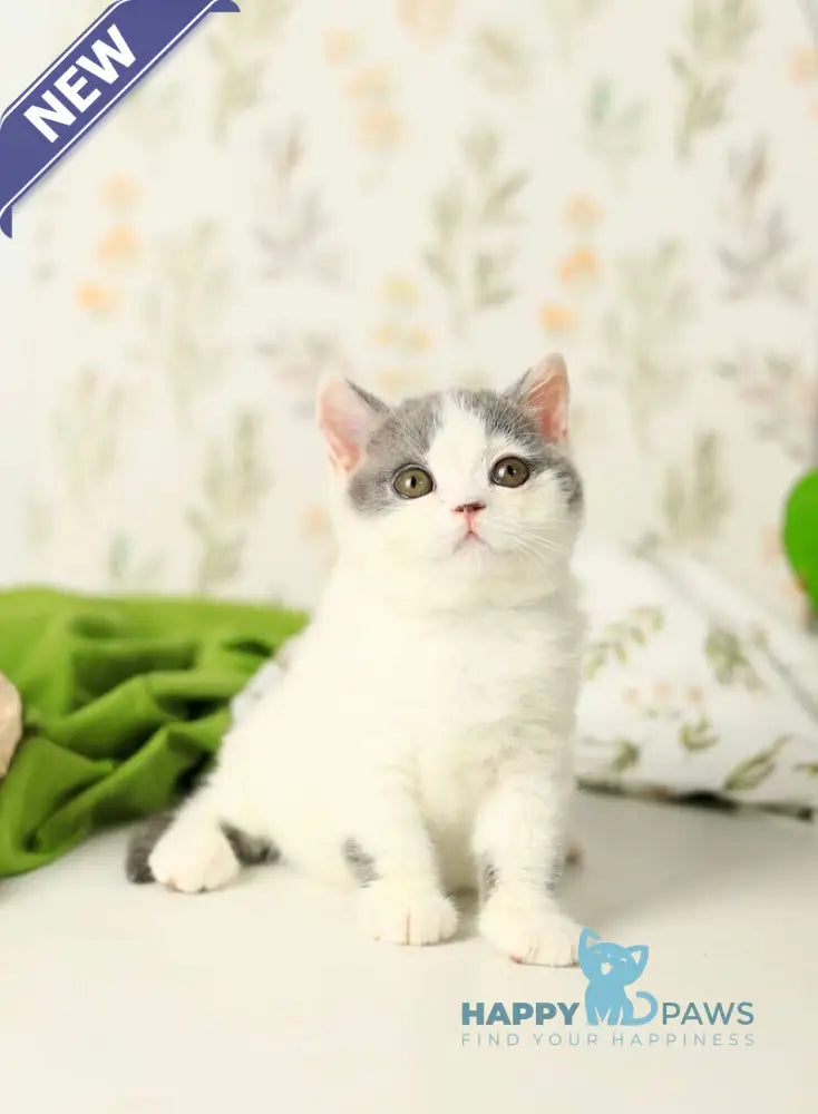 Darini British Shorthair female blue bicolour live animals