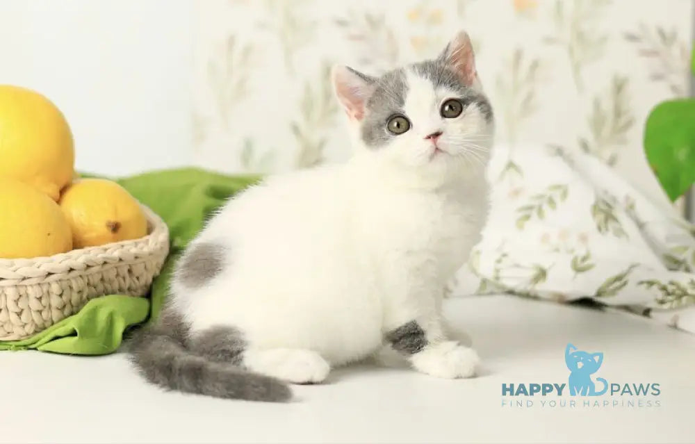 Darini British Shorthair female blue bicolour live animals