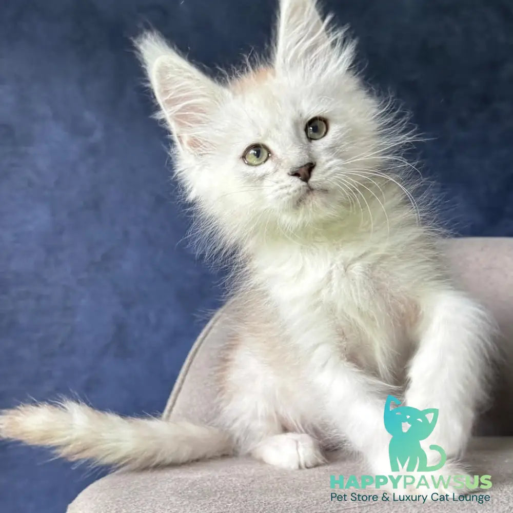 Darius Maine Coon male black silver spotted tabby - live animals