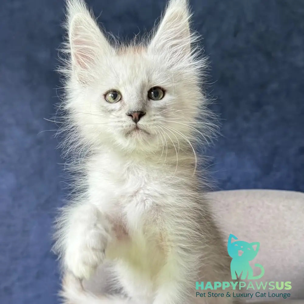 Darius Maine Coon male black silver spotted tabby - live animals