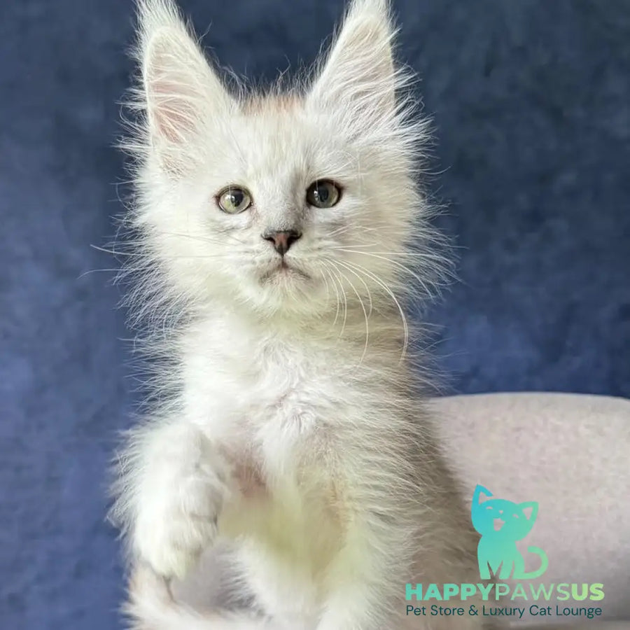 Darius Maine Coon male black silver spotted tabby - live animals