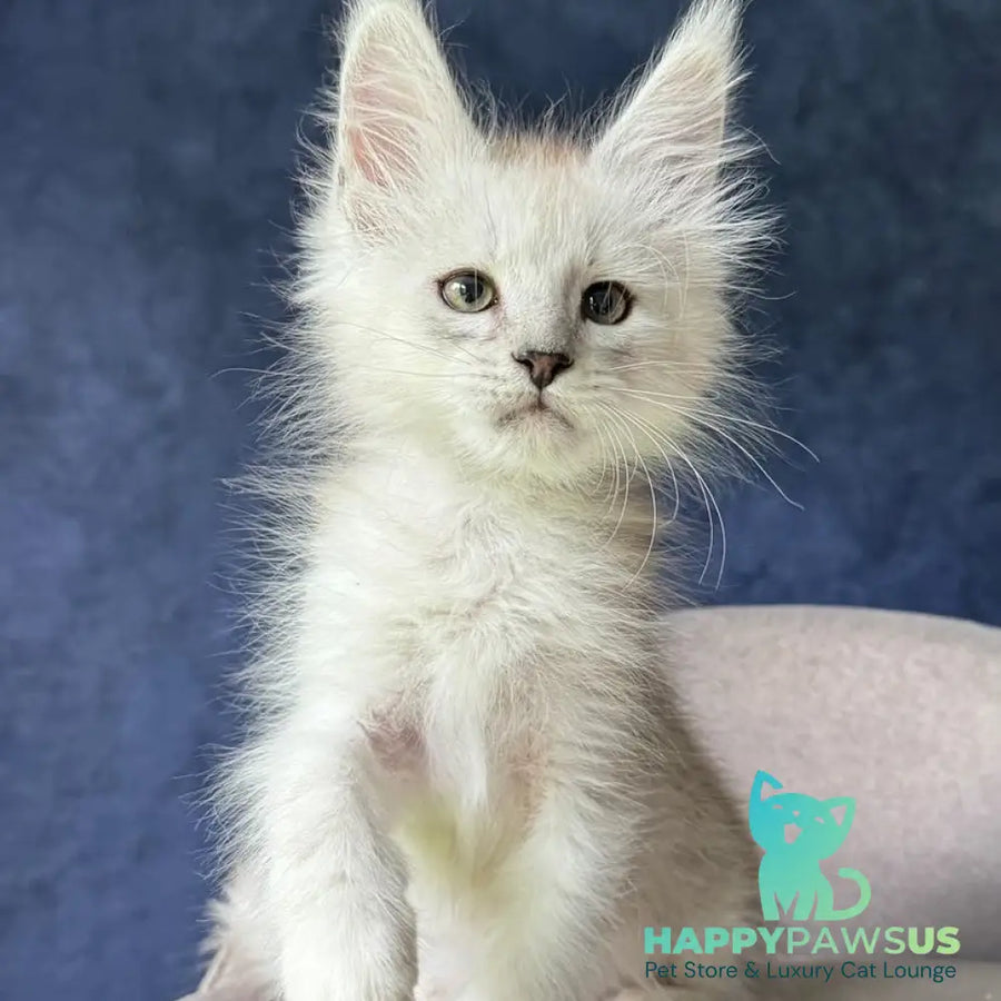 Darius Maine Coon male black silver spotted tabby - live animals