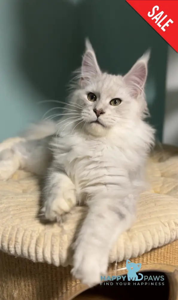 Darius Maine Coon male blue silver shaded live animals