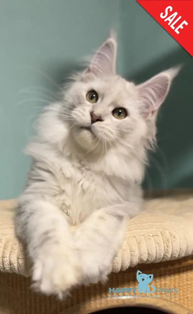 Darius Maine Coon male blue silver shaded live animals