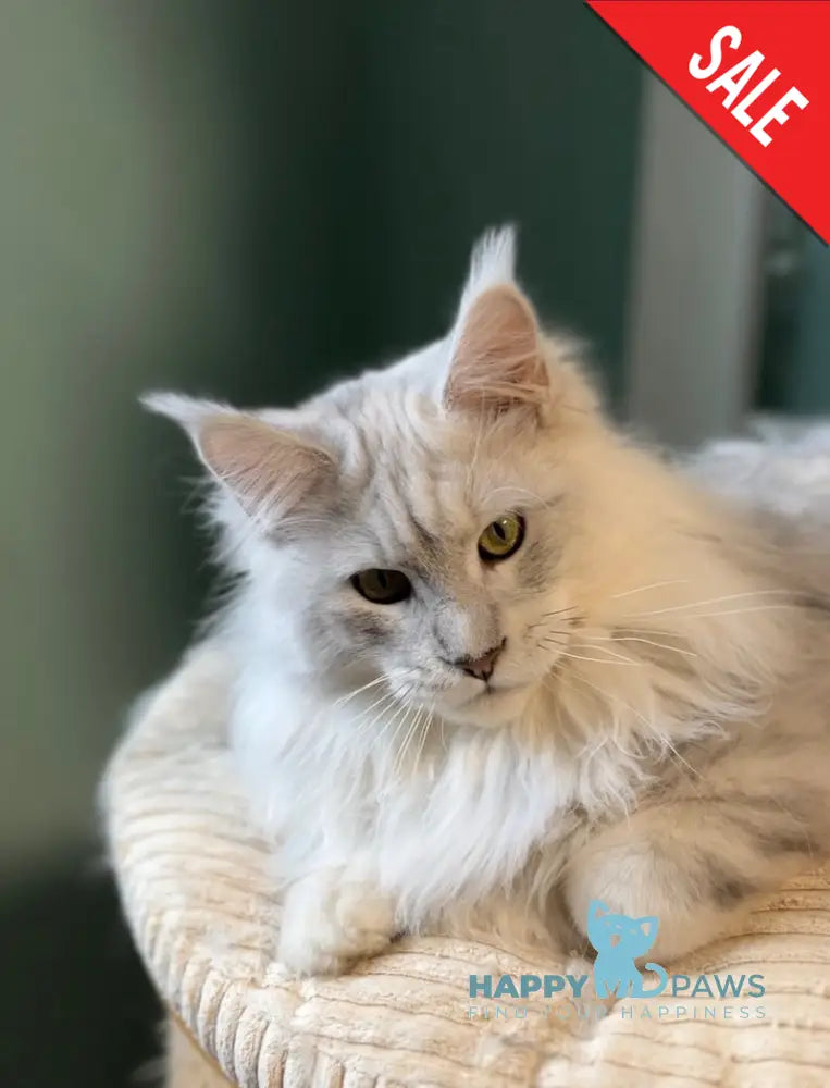 Darius Maine Coon male blue silver shaded live animals