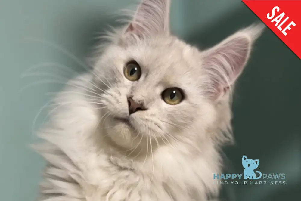 Darius Maine Coon male blue silver shaded live animals